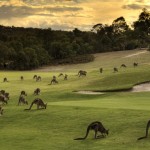 Golfplatz mit Känguruhs