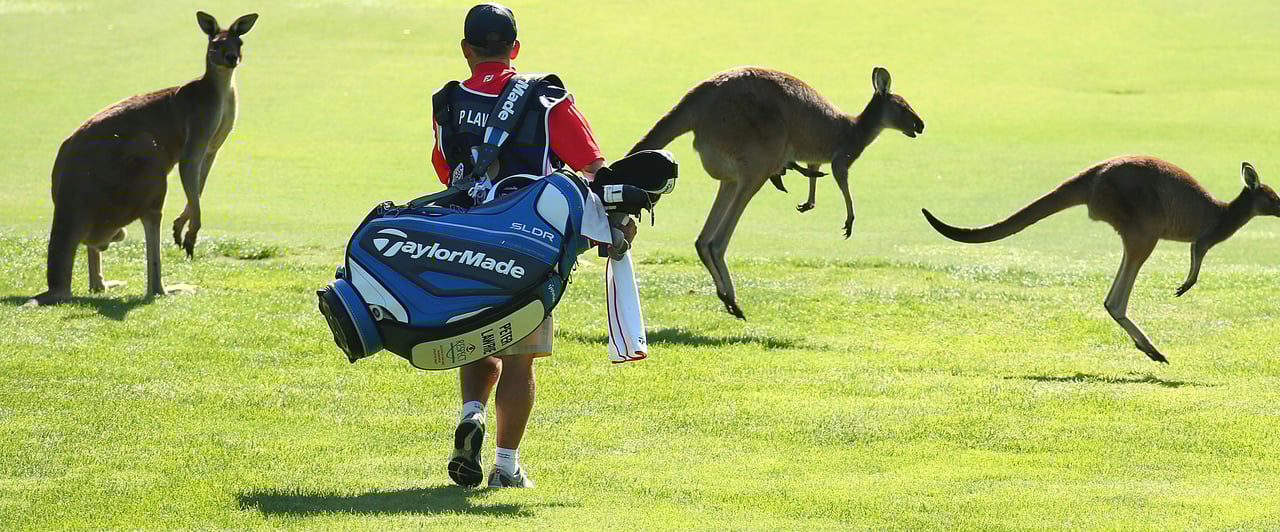Känguru im Golf-Video Känguru im Golf-Video