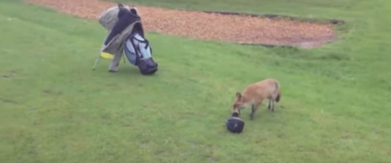 Von wegen Golf ist kein Sport! Laufen Sie erstmal hinter ein Fuchs her, der Ihnen die Schlägerhaube klaut - dreimal! (Foto: Getty)