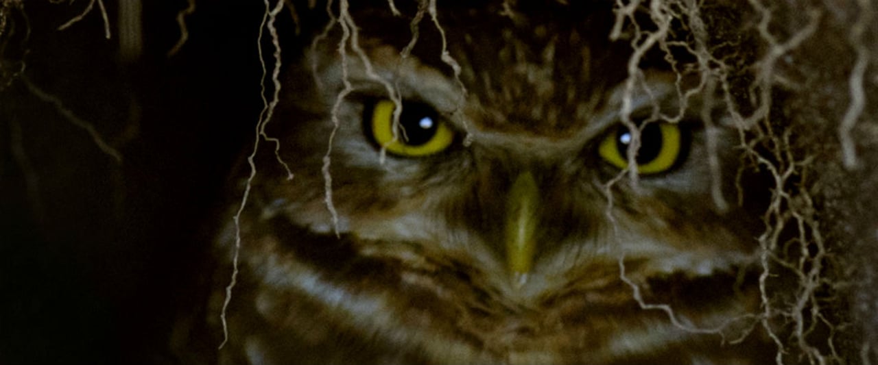 Flora und Fauna haben sich auf dem Olympic Golf Course in Rio de Janeiro gut entwickelt. Flora und Fauna haben sich auf dem Olympic Golf Course in Rio de Janeiro gut entwickelt.