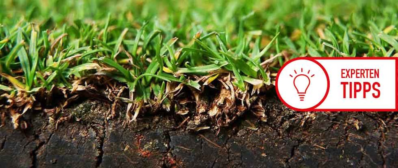 Es gibt verschiedenste Gräsersorten. Nicht jede ist für jeden Bereich des Golfplatzes geeignet. (Foto: Getty) Es gibt verschiedenste Gräsersorten. Nicht jede ist für jeden Bereich des Golfplatzes geeignet. (Foto: Getty)