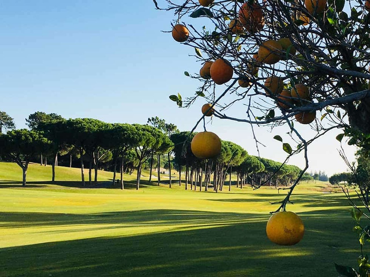 Bei der Runde auf dem Laranjal Kurs spielt man auf dem Gelände einer alten Orangen-Plantage. (Foto: Kathrin Ivenz) Bei der Runde auf dem Laranjal Kurs spielt man auf dem Gelände einer alten Orangen-Plantage. (Foto: Kathrin Ivenz)