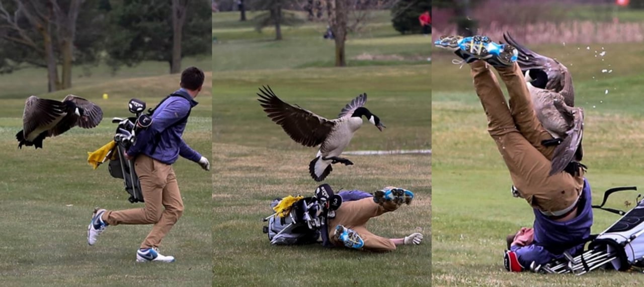 Die Gans macht Jagd auf einen Golfer, der keine Chance mehr hat, dem Angriff zu entkommen. (Foto: Twitter/@BlissAthletics) Die Gans macht Jagd auf einen Golfer, der keine Chance mehr hat, dem Angriff zu entkommen. (Foto: Twitter/@BlissAthletics)