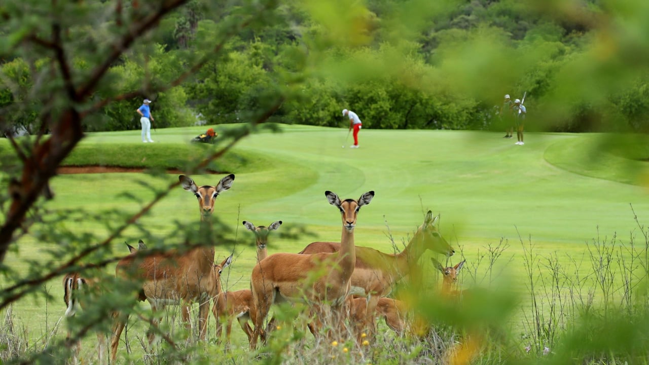 Im Gary Player CC in Sun City stattet eine Herde Impalas den Golfern einen Besuch ab. (Foto: Getty) Im Gary Player CC in Sun City stattet eine Herde Impalas den Golfern einen Besuch ab. (Foto: Getty)