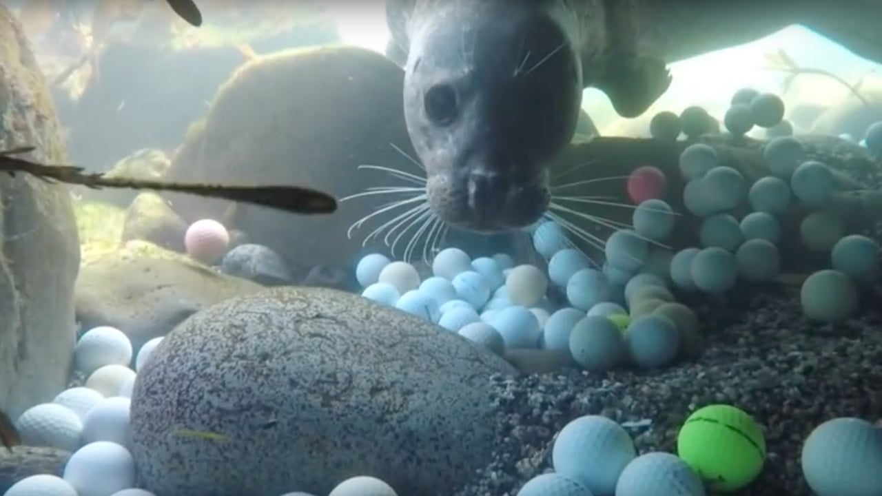 Die junge Taucherin, Alex Weber, machte eine erstaunliche Entdeckung und fand zehntausende Golfbälle im Meer. (Foto: YouTube/The Plastic Pickups) Die junge Taucherin, Alex Weber, machte eine erstaunliche Entdeckung und fand zehntausende Golfbälle im Meer. (Foto: YouTube/The Plastic Pickups)