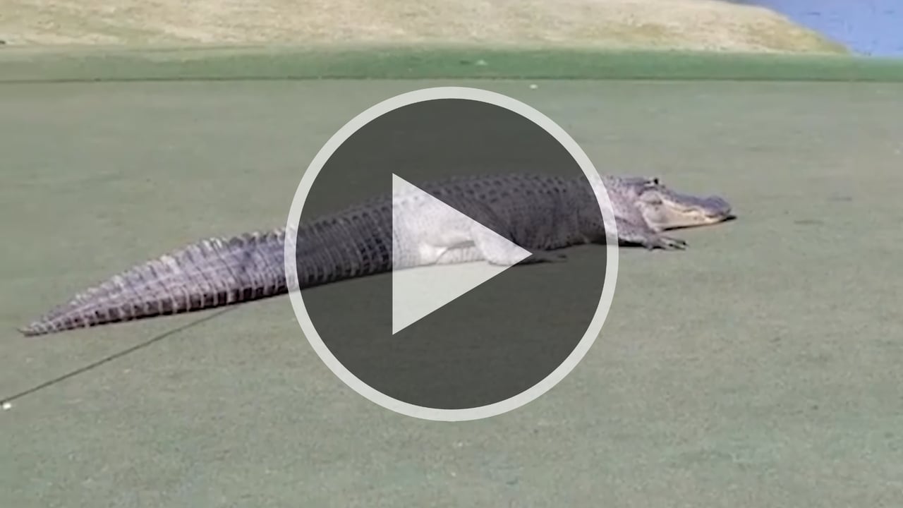 Das Monster lief ganz entspannt über das Grün und ließ sich nicht stören von den Golfern. (Foto: kansascity.com) Das Monster lief ganz entspannt über das Grün und ließ sich nicht stören von den Golfern. (Foto: kansascity.com)