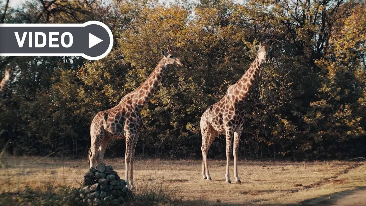 In der neuen Folge "Adventures in Golf" geht Erik Andres Lang auf eine wilde Safari. (Foto: Getty)