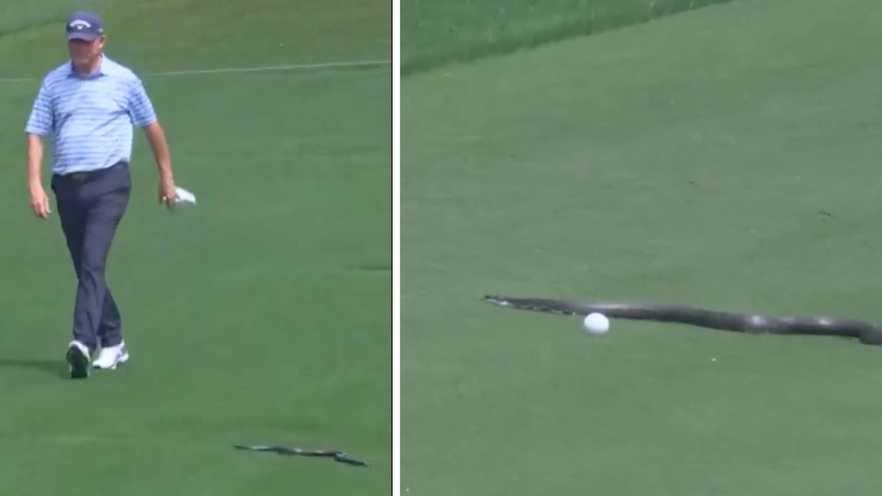 Eine Schlange zu Gast bei der PGA Championship 2025. (Screenshot: x.com/@SportsCenter) Eine Schlange zu Gast bei der PGA Championship 2025. (Screenshot: x.com/@SportsCenter)