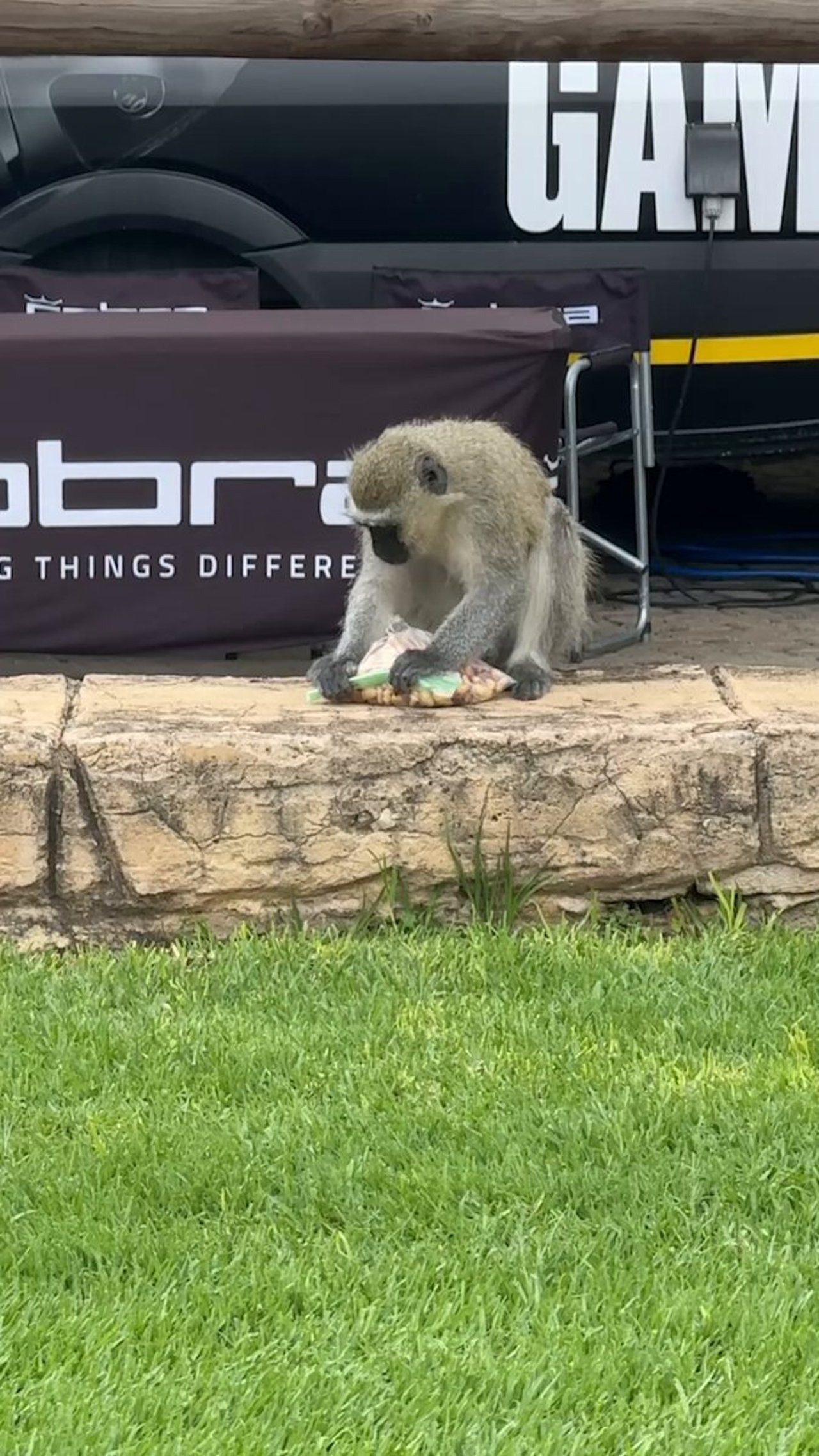 Viktor Hovland erlebt ungewöhnliche Ablenkung durch Affen in Südafrika - (@DPWorldTour)