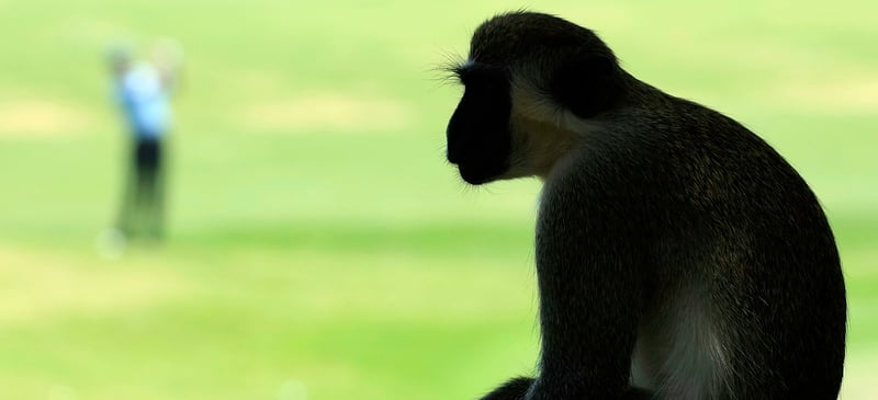 Affentanz mit Kaymer und Langer in Südafrika