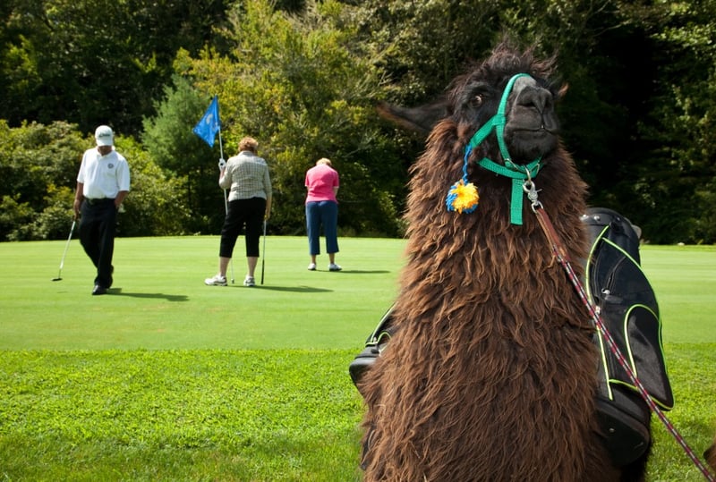 Lama auf dem Golfplatz