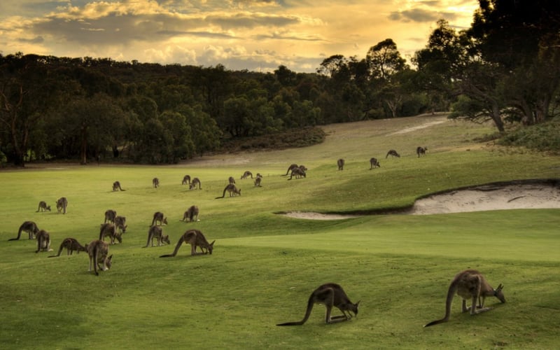 Golfplatz mit Känguruhs