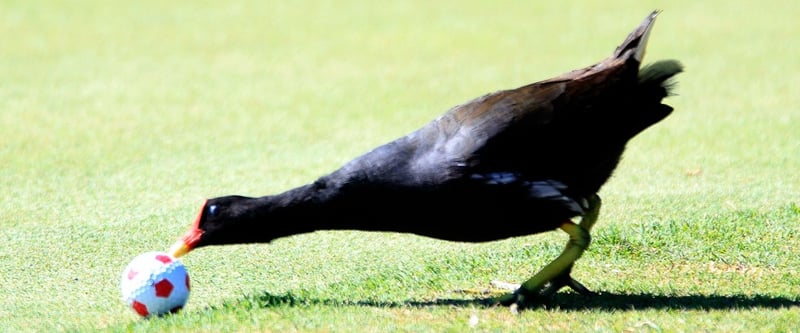 Golf: Birdie – ein Schlag unter Par