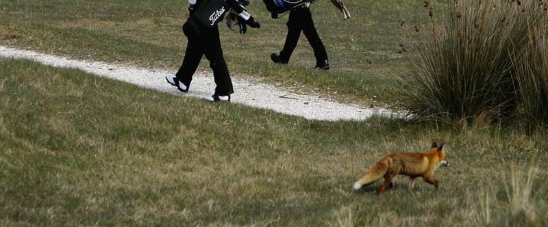 Fuchs, du hast den Golf-Ball gestohlen