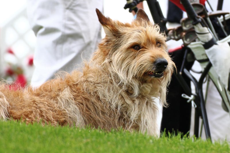 HuGo Cup - Golf mit Hunden