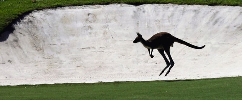 Känguruh auf Golfplatz in Australien