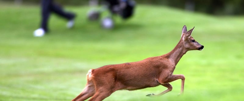 So oder so ähnlich dürfte sich in Bergisch Gladbach-Refrath auch das junge Reh Lars fühlen: Einen ganzen Golfplatz für sich und die Spieler auf ihren Runde begleiten