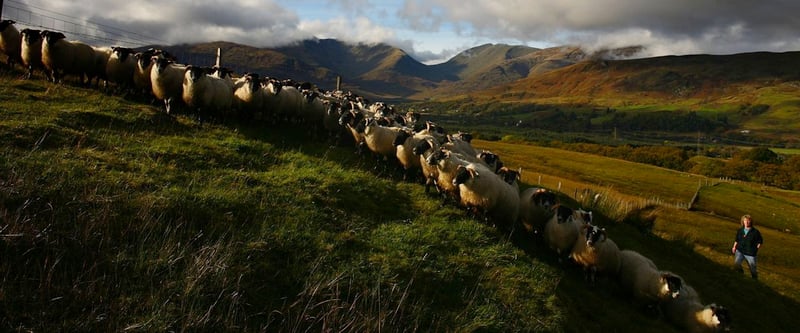 Whisky, Schafe und viel Golf – Goldener Herbst in Schottland
