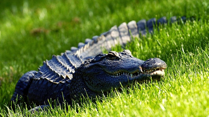 Dieser Alligator beobachtete das Treiben der Golfer im TPC Sawgrass. (Foto: Getty)