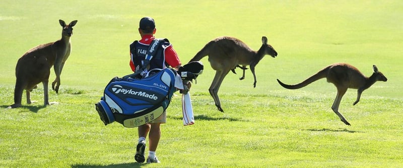 Für Caroline Masson, Ann-Kathrin Lindner und Sophia Popov kann es in Melbourne bei der ISPS Handa Women's Australian Open durchaus zu Begegnungen mit Kängurus auf dem Fairway kommen.