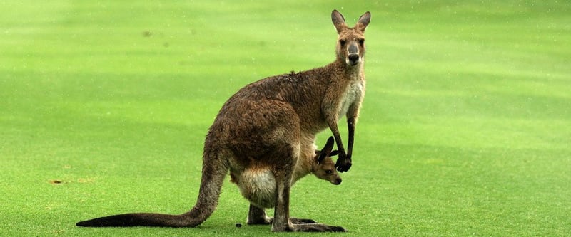 Golf-Video: Auf einem australischem Golfplatz entdeckt ein Baby-Känguru das Tanzen für sich.