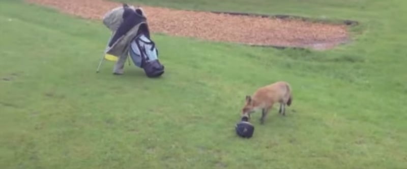 Von wegen Golf ist kein Sport! Laufen Sie erstmal hinter ein Fuchs her, der Ihnen die Schlägerhaube klaut - dreimal! (Foto: Getty)