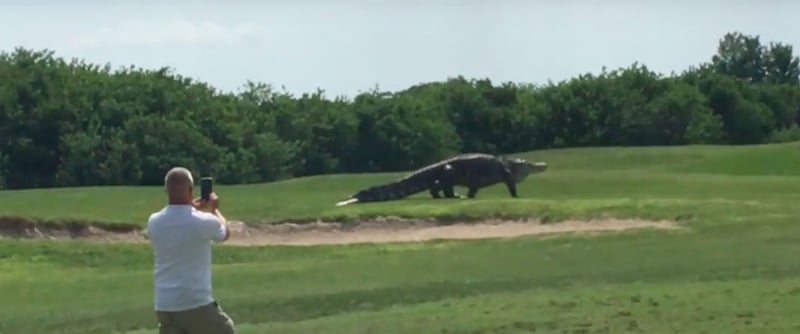 Zwar ist ein Alligator auf einem Golfplatz in Florida nichts Ungewöhnliches, Exemplare dieser Größenordnung sind allerdings selten. (Foto: Video)