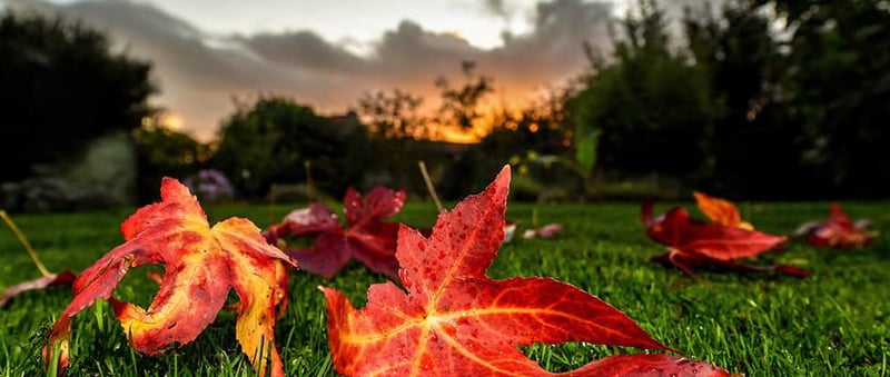 November in der Golf Post App. (Foto: Getty)