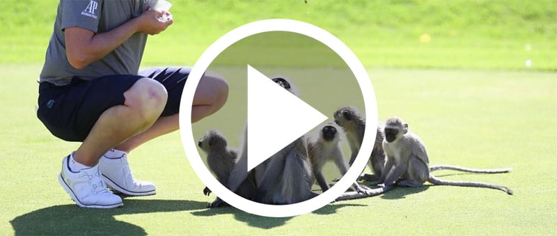 Auf dem Golfplatz geht es häufig tierisch ab - so auch bei der Nedbank Golf Challenge im wilden Südafrika. (Foto: Getty)