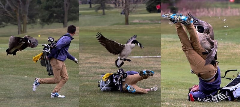 Die Gans macht Jagd auf einen Golfer, der keine Chance mehr hat, dem Angriff zu entkommen. (Foto: Twitter/@BlissAthletics)