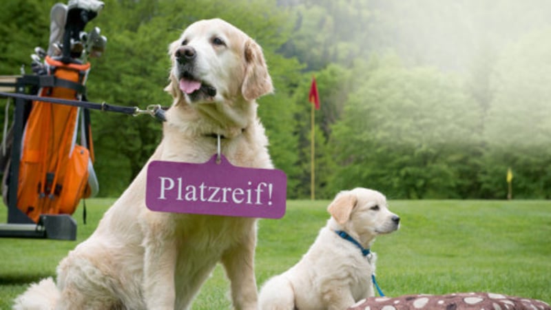 GC Starnberg: Das Hundeprobejahr hat nun begonnen