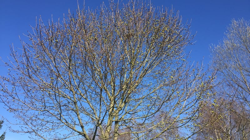 Der Frühling ist eingeläutet. Im Golfclub Varus erstrahlt der Golfplatz im Glanz des Frühlings. (Bildquelle: Golfclub Varus)