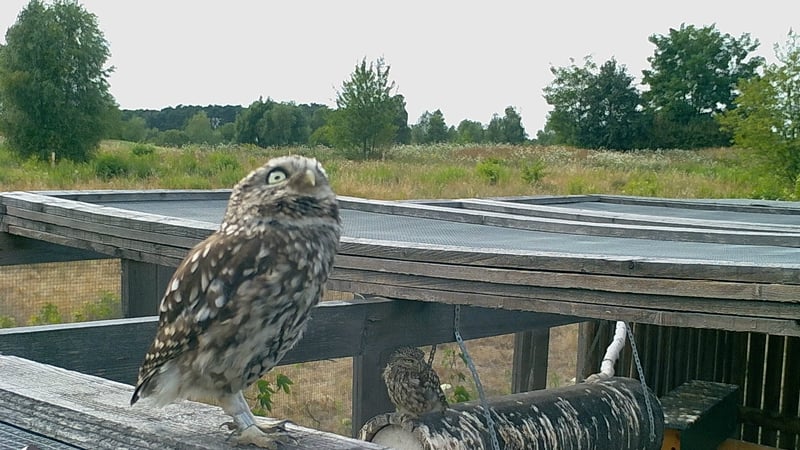 Golfplätze spielen eine wichtige Rolle beim Schutz von Flora und Fauna. (Foto: Golf- und Country Club Seddiner See)