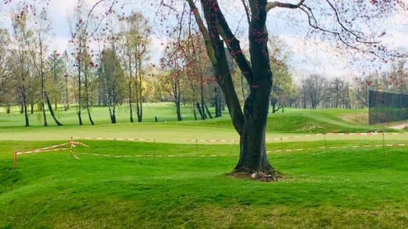 Der GC Hamburg Ahrensburg hat eine brütende Gans an Loch 12. (Bildquelle: GC Hamburg Ahrensburg)