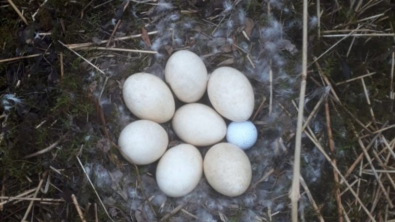 Eine Ente brütete tatsächlich ein Ei in ihrem Gelege auf dem GC Insel Langeoog. (Bildquelle: GC Insel Langeoog)
