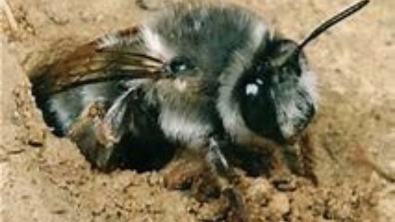 Im Münchener GC in Thalkirchen sind Erdbienen in Bunkern und im Rough aktiv. (Bildquelle: Münchener GC Thalkirchen)