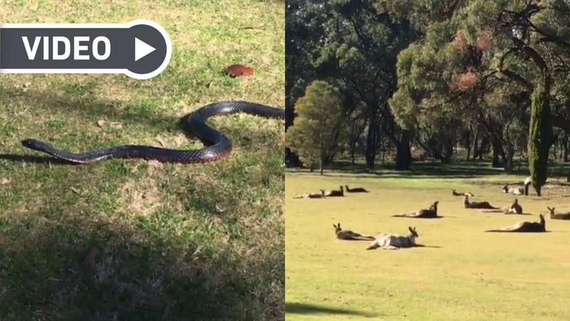 Ein ganz gewöhnlicher Samstagmorgen in Australien. (Fotos: Instagram.com/@stuartappleby59)