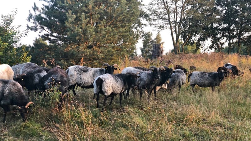 Mäh statt Mäher: Auf den Green Eagle Golf Courses halten seltene Landschafrassen das Rough kurz. (Foto: Green Eagle Golf Courses)