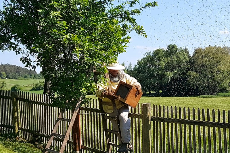 Der Golfplatz und die Bienen: Eine rettende Symbiose für den Artenschutz