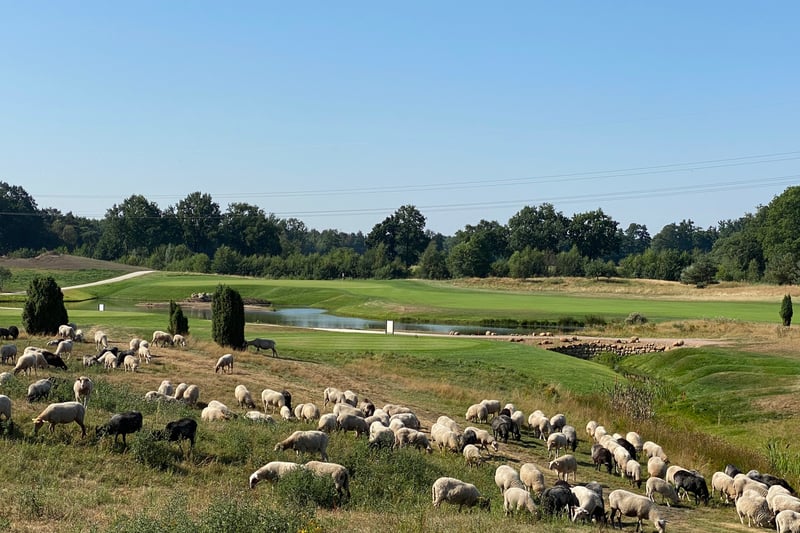 „Green Eagle Nature“: Schafe halten das Rough kurz und die Wiese grün