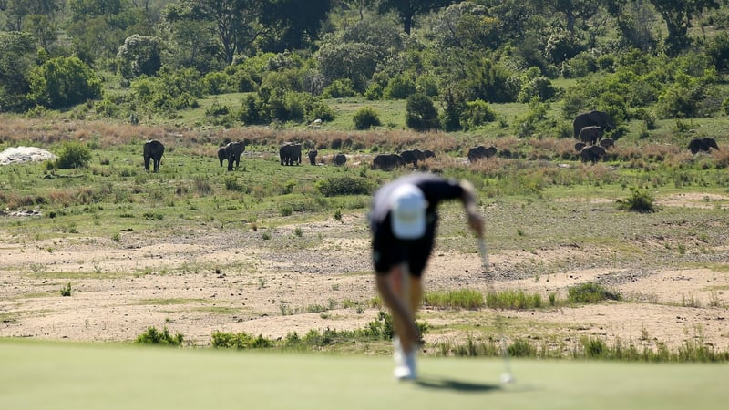 Bei der Alfred Dunhill Championship laufen kreuzen gerne Mal Elefanten den Golfplatz (Foto: Getty)
