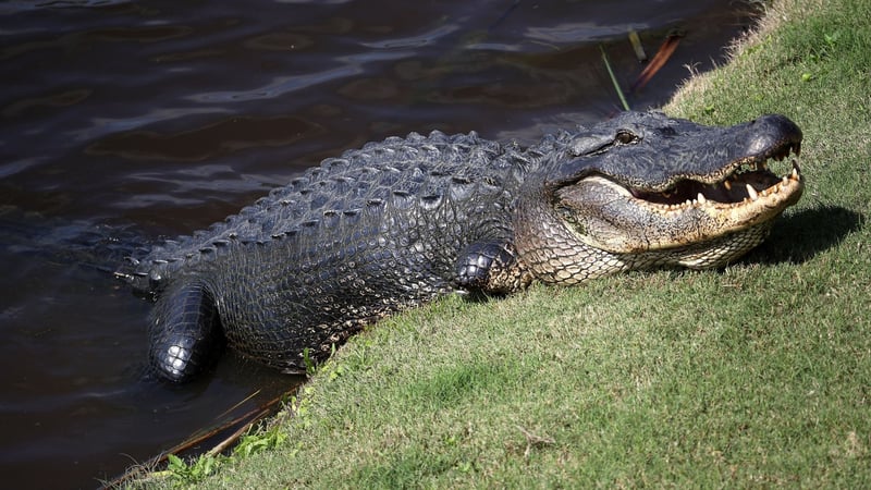 Mann in Florida rettet seinen Golfball vor einem Alligator