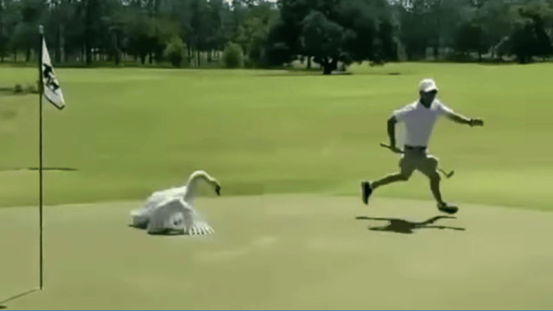 Schwan attackiert Golfer. (Foto: Instagram)