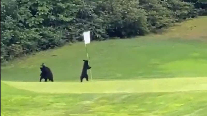 Bären vergnügen sich auf dem Golfplatz. (Screenshot: Twitter.com/@0contextanimals)