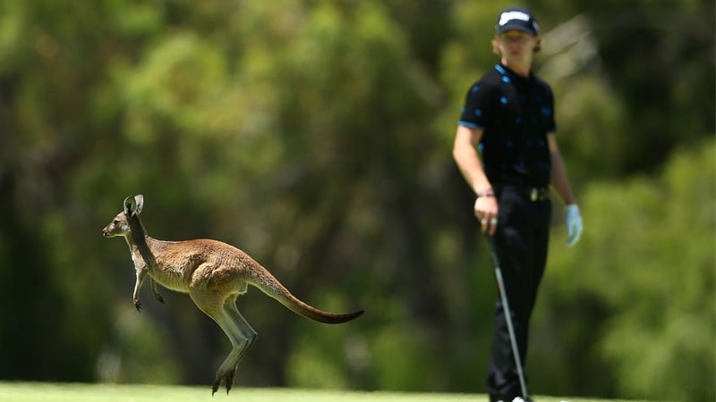 Kängurus auf dem Platz, manchmal passieren im Golf kuriose Dinge (Foto: Getty)