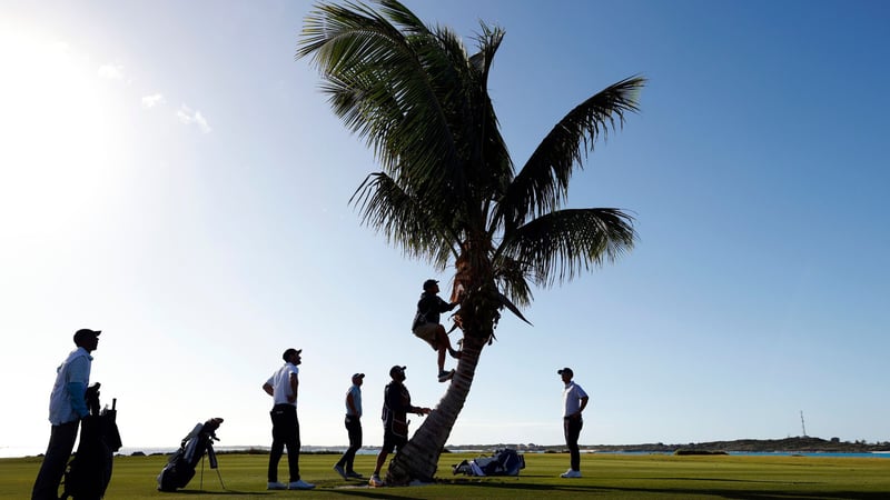 Ein Caddie auf der Suche nach einem Ball, der in einem Baum feststeckt. In solch einem Fall kann man sich laut der Golfregeln zwischen Mut und Verstand entscheiden. (Quelle: Getty)