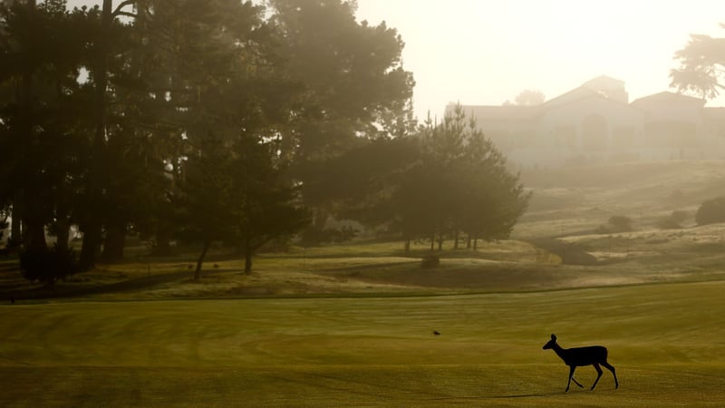 Golfplätze als Lebensraum: Nachhaltige Projekte wie 