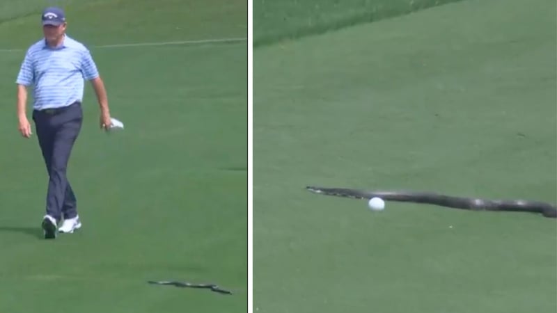 Eine Schlange zu Gast bei der PGA Championship 2025. (Screenshot: x.com/@SportsCenter)