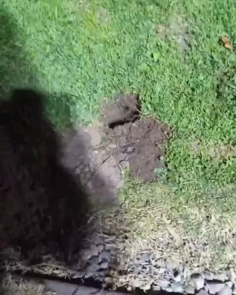 Tierischer Zwischenfall auf dem Golfplatz sorgt für Lacher - (@NUCLRGOLF)