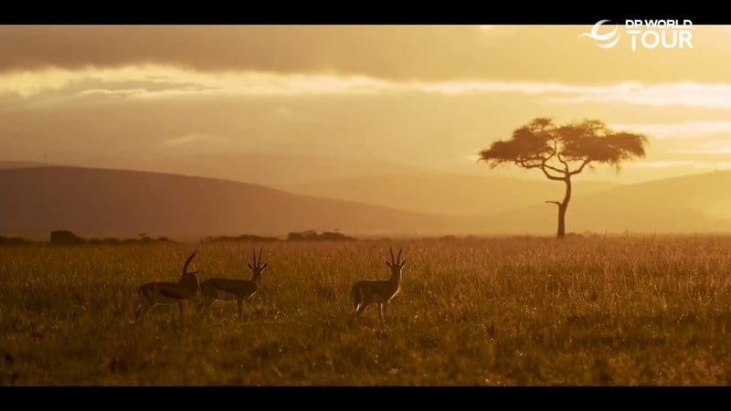 Nedbank Golf Challenge 2025: Spannung im Gary Player Country Club - (@DPWorldTour)